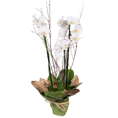 Orchid Plant - A long lasting elegant Orchid plant is a very lovely gift to give and receive. (Colour may vary)
 Orchid Plant - A long lasting elegant Orchid plant is a very lovely gift to give and receive. (Colour may vary)